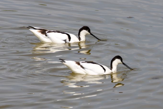 Pied Avocet (Recurvirostra avosetta) Wading pair